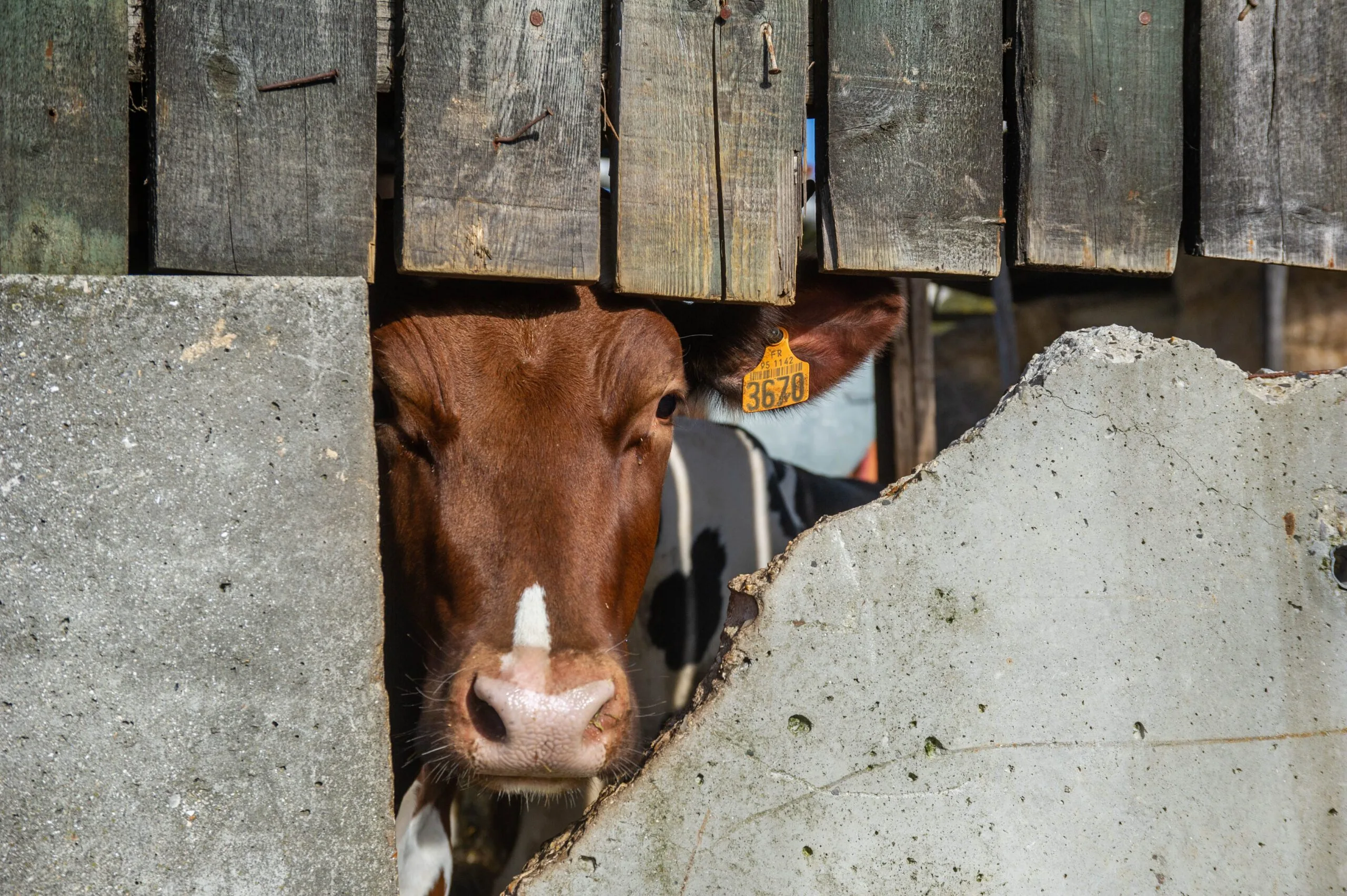 Vache d'apparence de Race Pie Rouge regardant à travers un mur cassé et avec boucle d'identification apparente