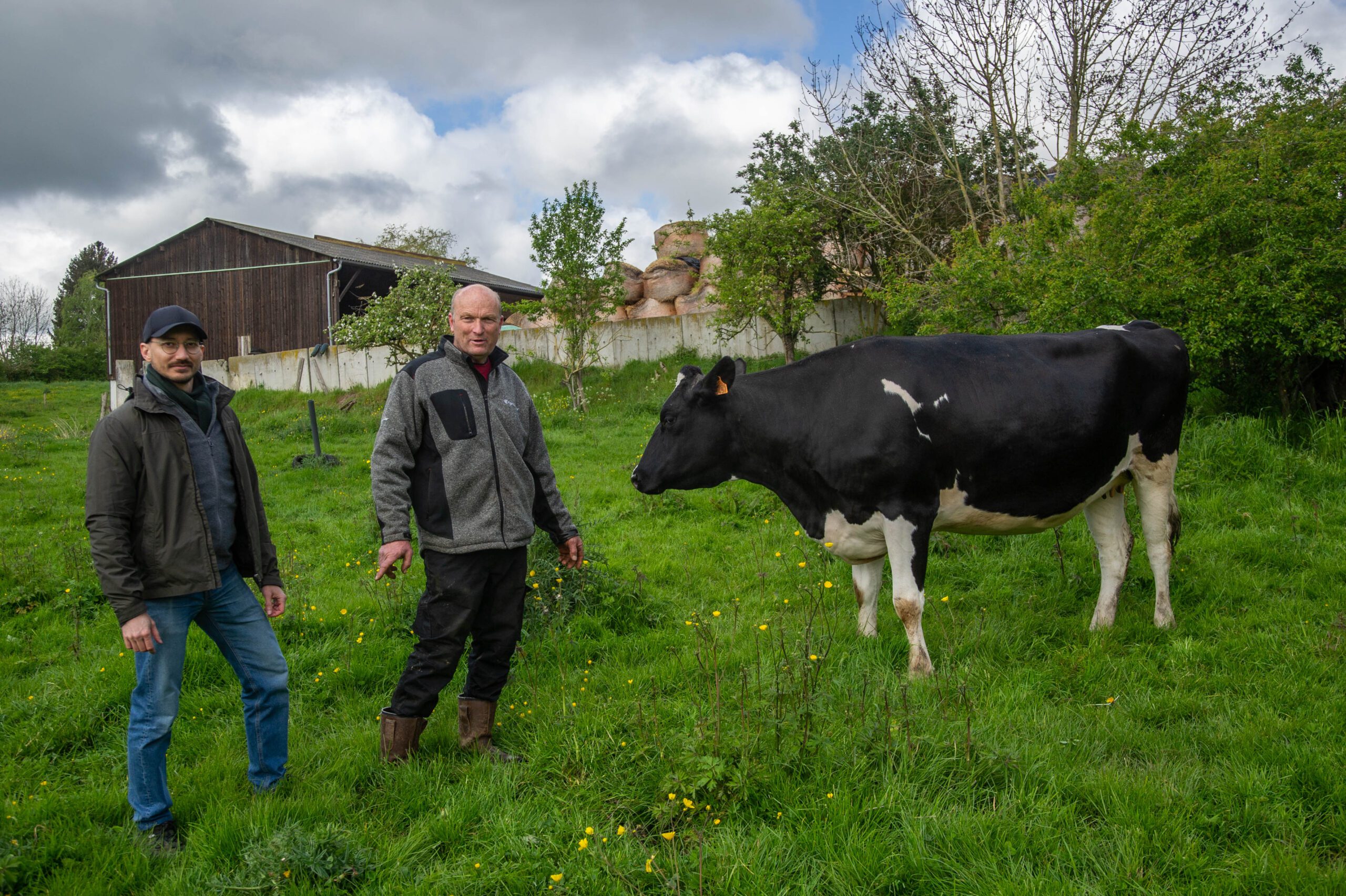 Eric et Silvère Dumazel à coté d'une vache d'apparence de race Prim'Holstein