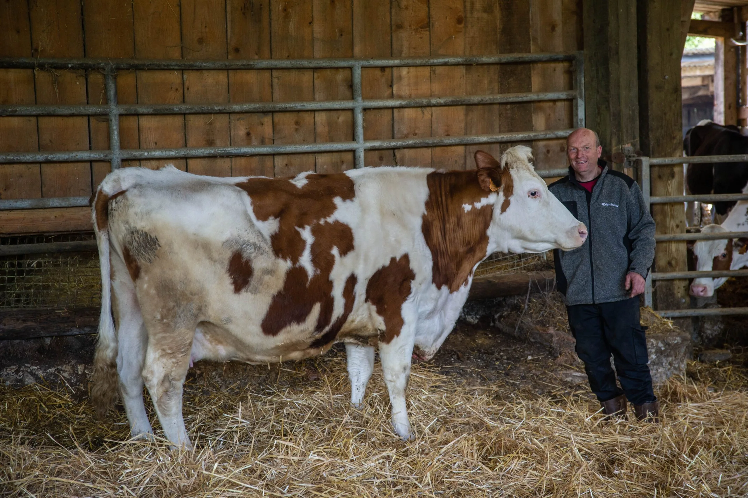 Eric avec une vache d'apparence de race Pie Rouge