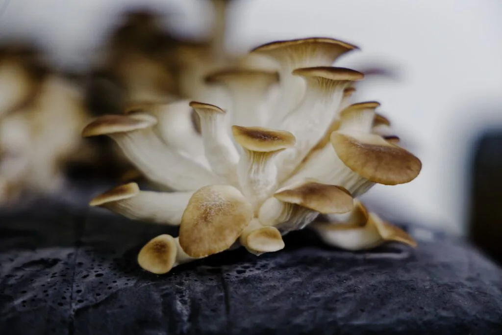 Champignons sur substrat